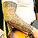 Dashboard Confessional
